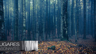 El bosque Hoia-Baciu, el misterioso triángulo de las Bermudas de Transilvania